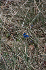 Gentiana verna