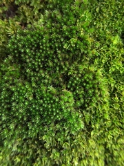 Bryophyta