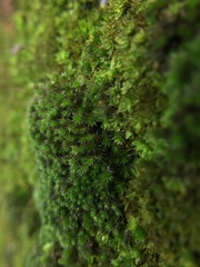 Bryophyta