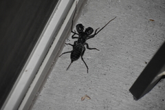 Mastigoproctus giganteus