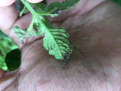 Pseudocercospora guianensis