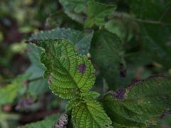 Pseudocercospora guianensis
