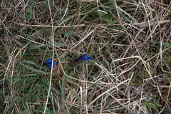 Gentiana verna