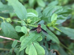 Exoprosopa niveiventris