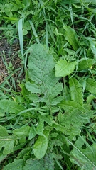 Carduus crispus
