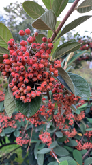 Cotoneaster coriaceus