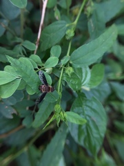 Exoprosopa niveiventris