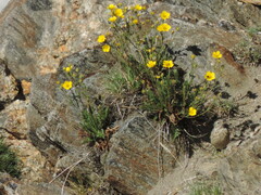 Ranunculus adoneus