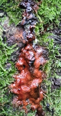 Fistulina hepatica