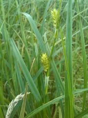 Carex atherodes