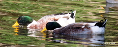 Anas platyrhynchos domesticus