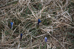 Gentiana verna