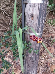 Chasmanthe aethiopica