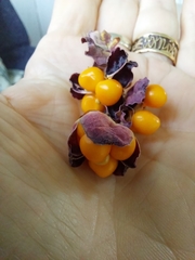 Chasmanthe aethiopica