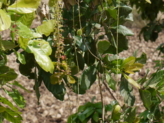 Barringtonia acutangula