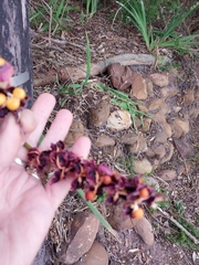 Chasmanthe aethiopica