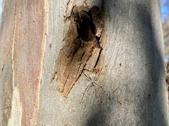 Tamopsis