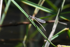 Ischnura