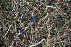 Gentiana verna