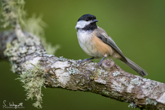 Poecile atricapillus image