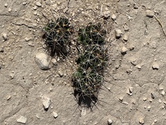 Coryphantha macromeris