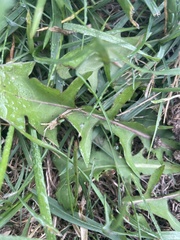 Taraxacum