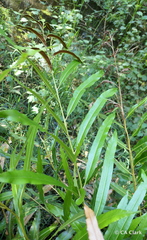 Acrostichum speciosum