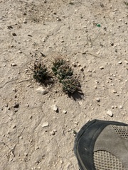 Coryphantha macromeris