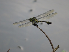 Ictinogomphus rapax