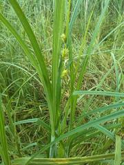 Carex atherodes