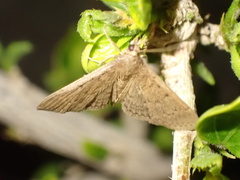 Herpetogramma licarsisalis