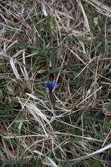 Gentiana verna