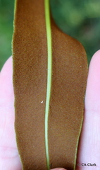 Acrostichum speciosum