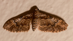 Mnesiloba eupitheciata