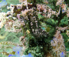 Hippocampus whitei