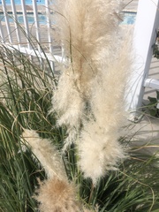 Cortaderia