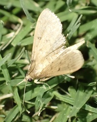 Herpetogramma licarsisalis
