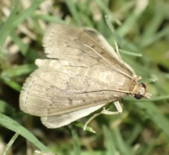 Herpetogramma licarsisalis