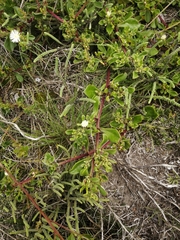 Mesembryanthemum aitonis