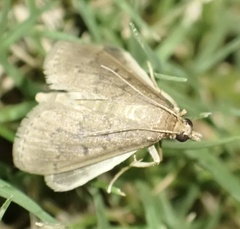 Herpetogramma licarsisalis