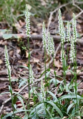 Spiranthes odorata