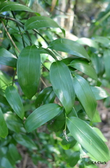 Geitonoplesium cymosum