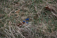 Gentiana verna