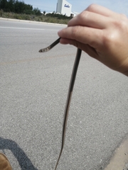 Psammophis crucifer
