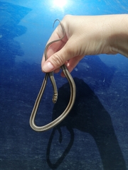 Psammophis crucifer