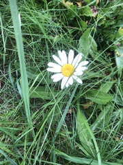 Leucanthemum maximum