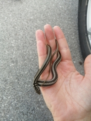 Psammophis crucifer