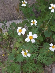 Bidens odorata