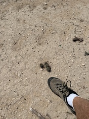 Coryphantha macromeris