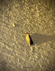 Acleris fragariana